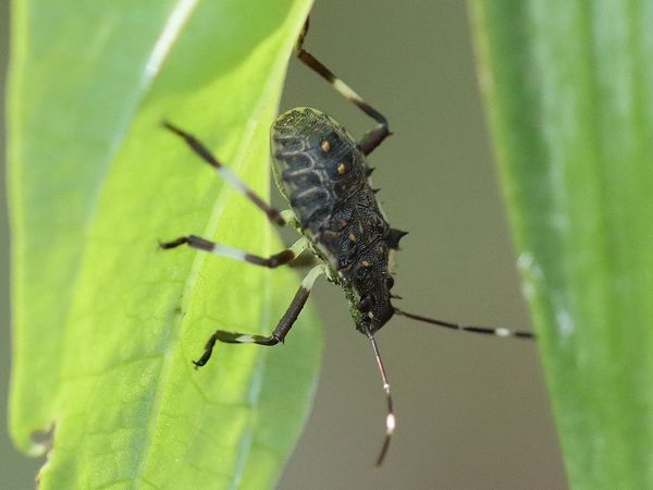 クサギカメムシの幼虫 鼠狸庵閑話 そりゃあかんわ