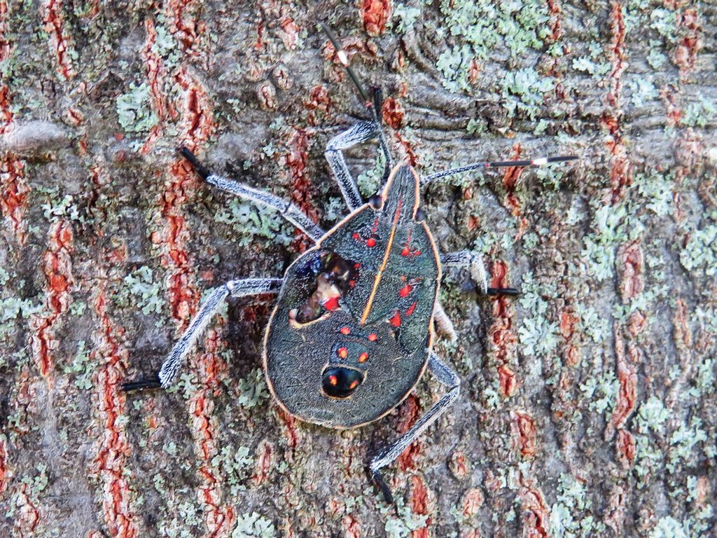 寄生虫に犯された？キマダラカメムシの幼虫 | 鼠狸庵閑話(そりゃあかんわ）