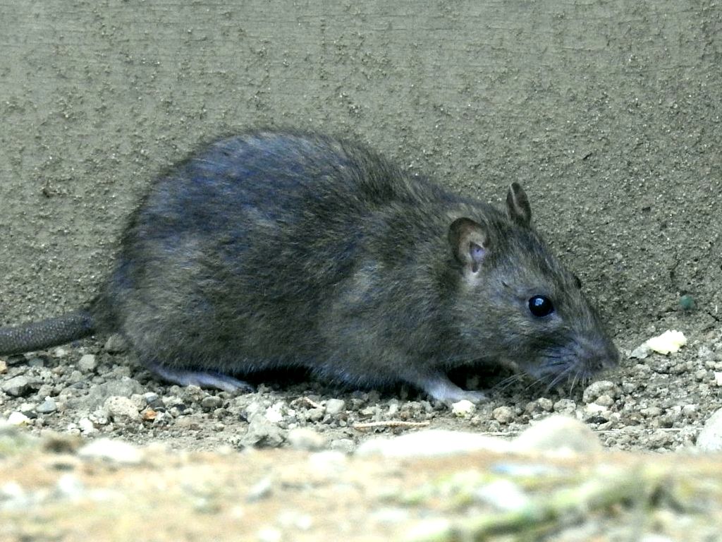 ドブネズミ | 鼠狸庵閑話(そりゃあかんわ）