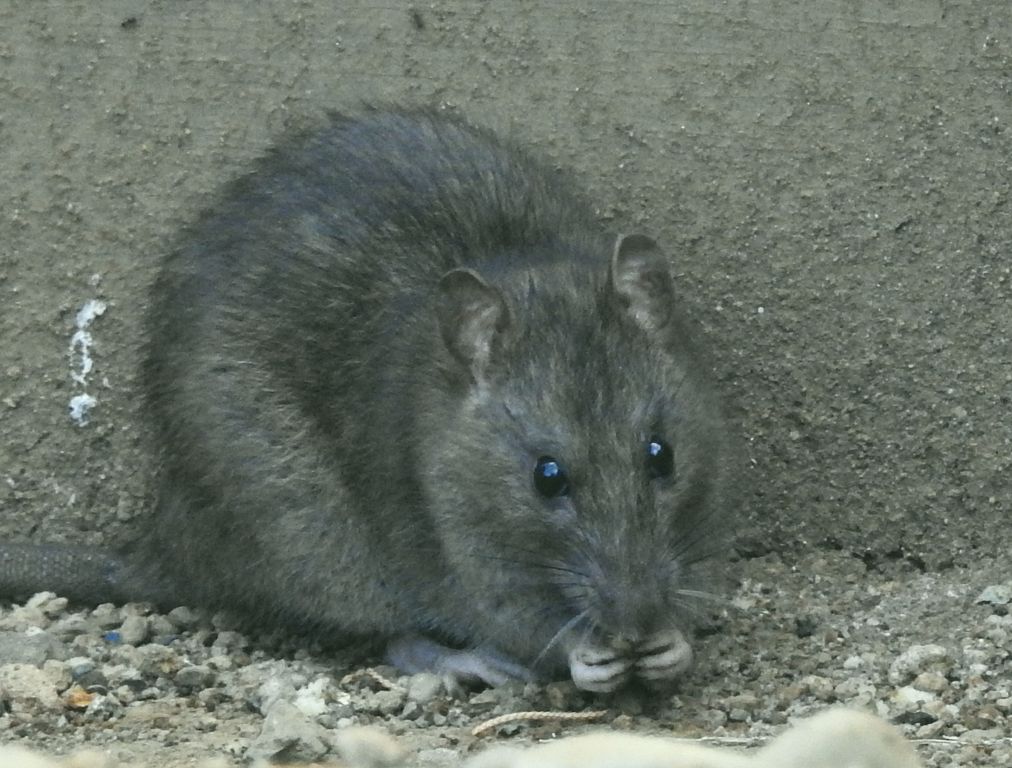 楽天市場】栄ヒルズ ネズミとりAtype NO.103 NZ-3 ドブネズミ