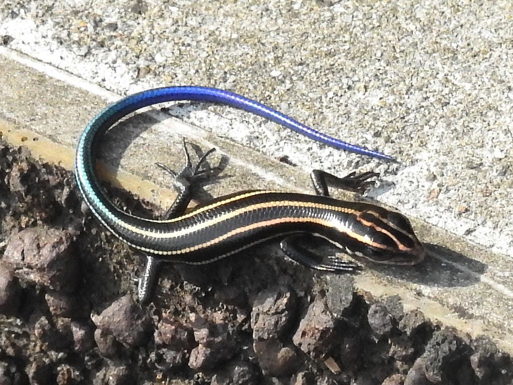 ニホントカゲ(幼体) | 鼠狸庵閑話(そりゃあかんわ）