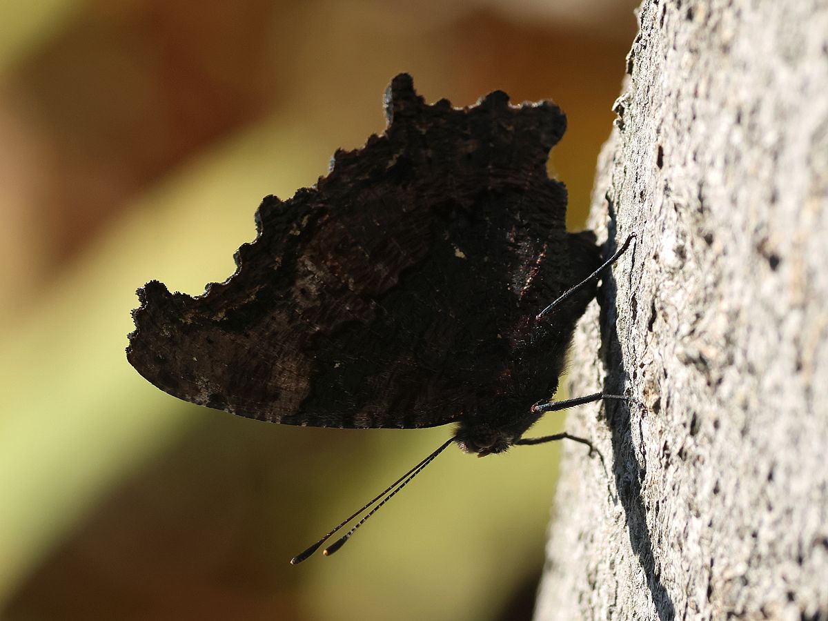 キベリタテハ56頭 キベリタテハ56頭 タテハチョウ