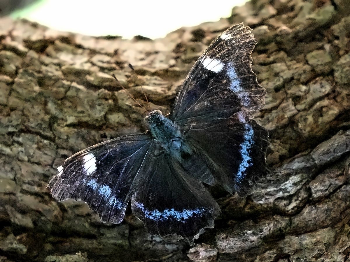 ルリタテハ_虫撮り散歩 ルリタテハ8頭外52頭