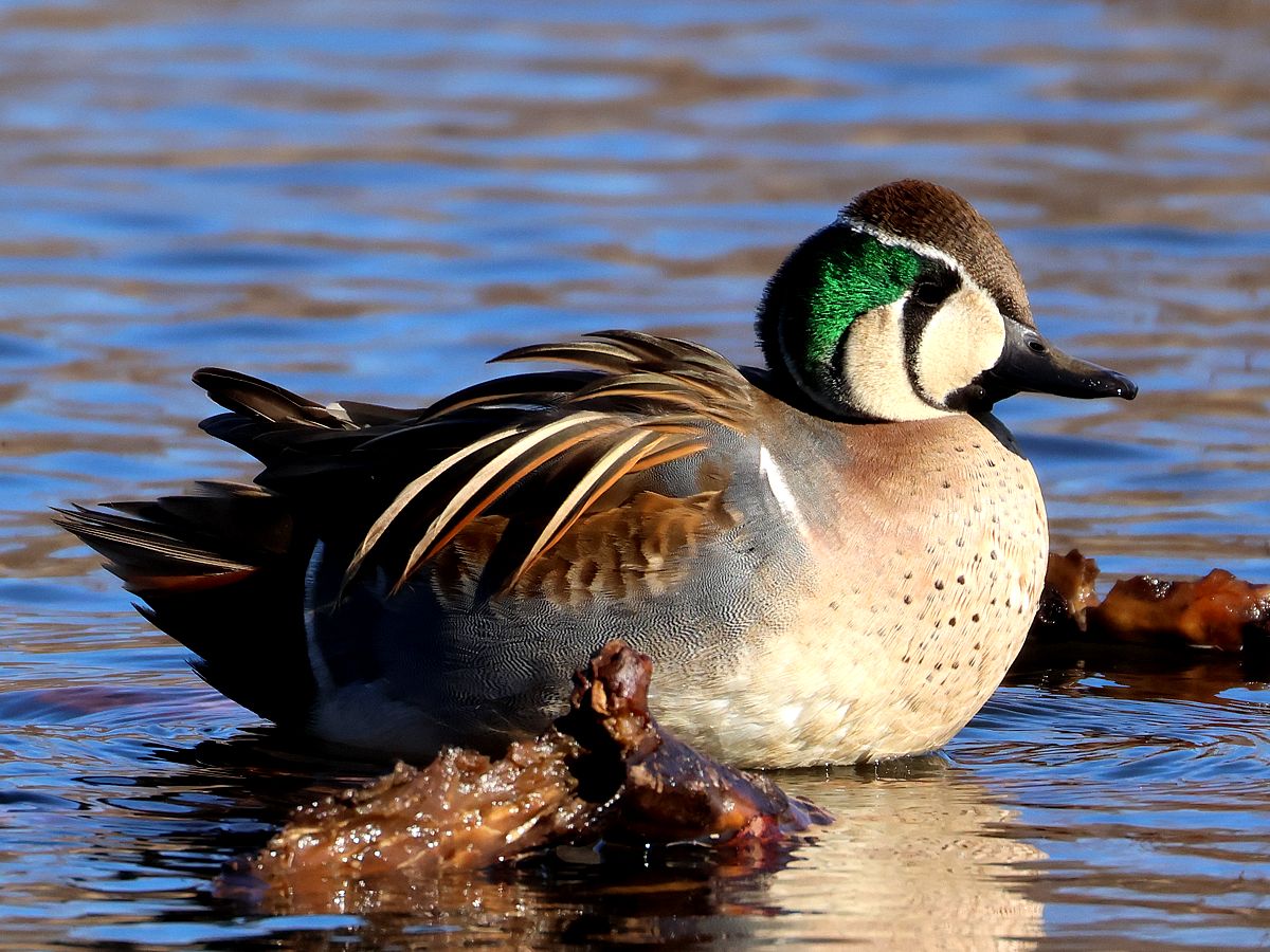 トモエガモ 剥製 カモ トモエガモ（巴鴨） | 鼠狸庵閑話(そりゃあかんわ）