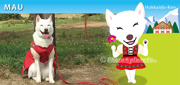 北海道犬のまぅちゃん