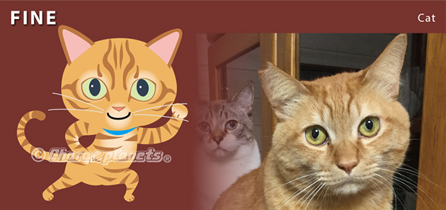猫のファインくん