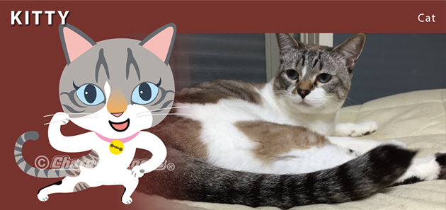 猫のキティちゃん