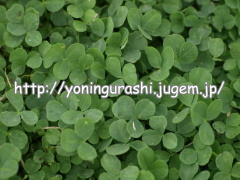 yoningurashi