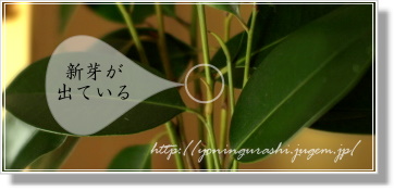 yoningurashi