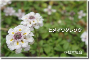 yoningurashi