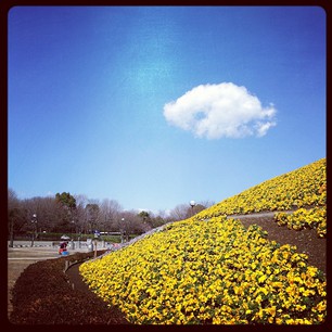 お花と空