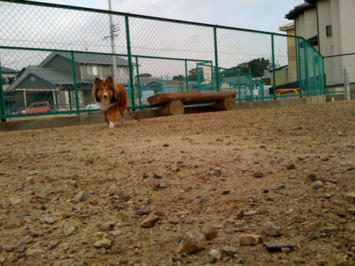 写真_110131_06.jpg