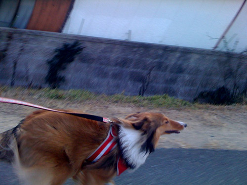 写真_110204_03.jpg