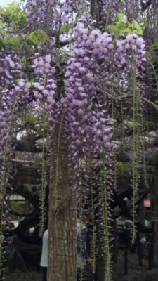 IMG_4309.PNG