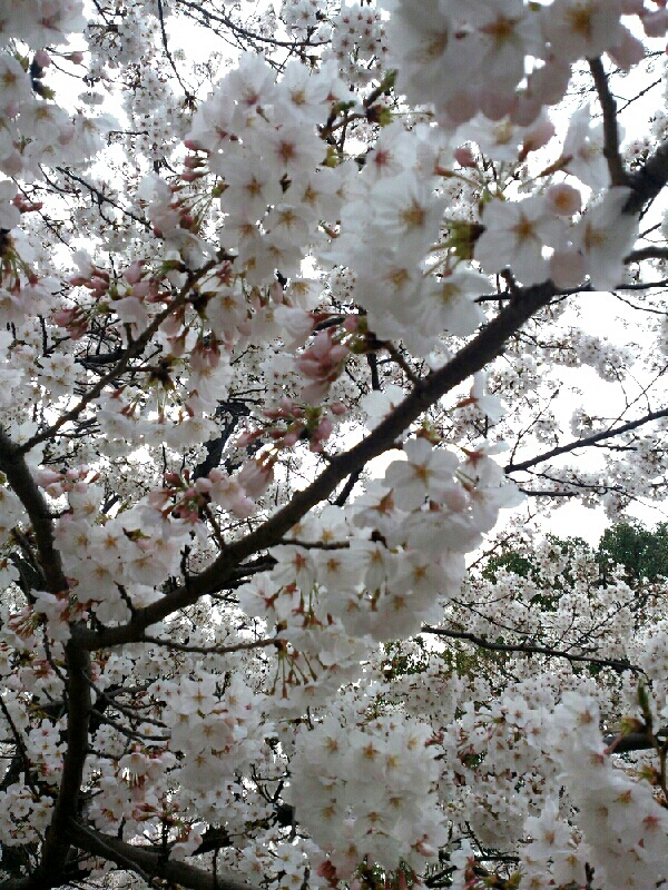 IMG_20130326_153230-1.jpg