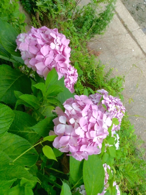 image1.JPG