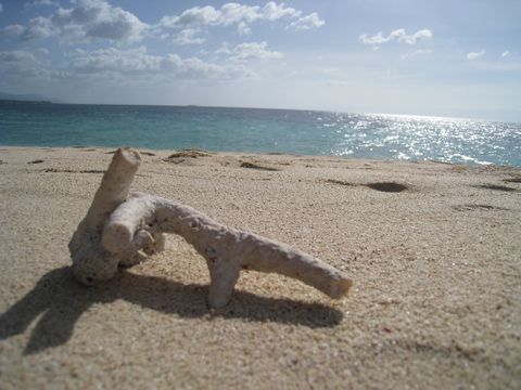 Moalboal