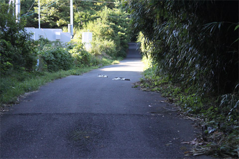猫神社2.jpg