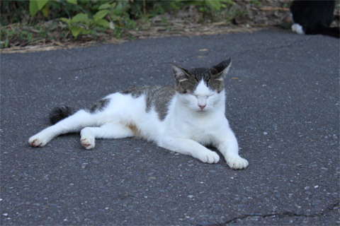 猫神社3.jpg