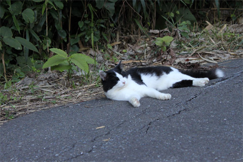 猫神社4.jpg
