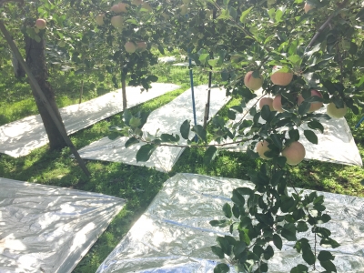 反射シート敷き | 田中林檎園 青森りんごが出来るまでの365日