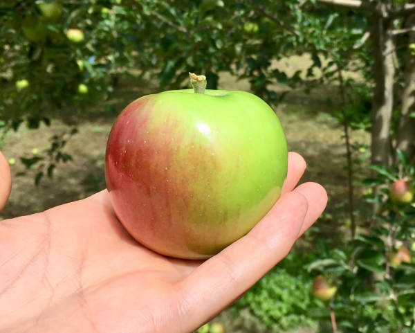 店頭には並ぶことのない摘果りんごを食べてみた  田中林檎園 青森りんごが出来るまでの３６５日