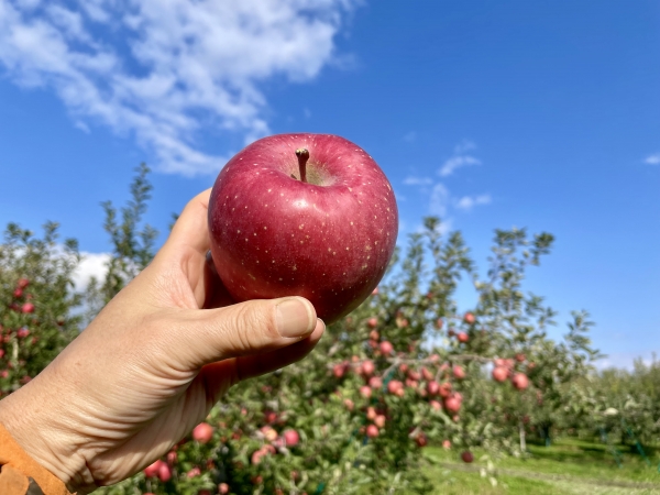田中林檎園 青森りんごが出来るまでの365日