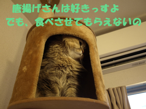 P7038840.jpg