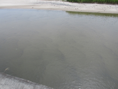 20200809海釣り02(花貫川)