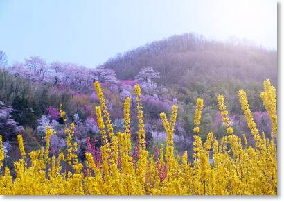 花見山公園