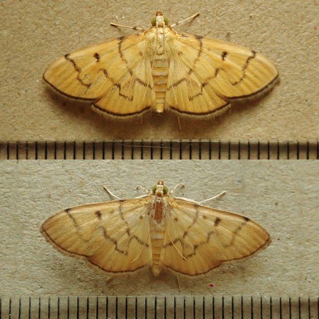 ホソミスジノメイガ：自慢のプチ忍者屋敷 | センスオブワンダふる