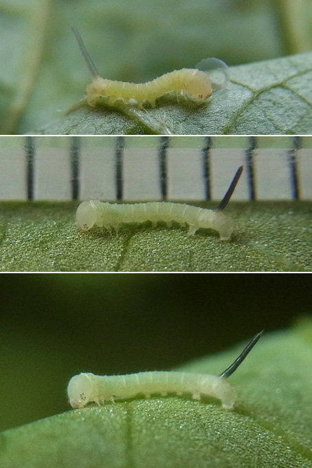 エビガラスズメ カラフルな色変異を持つ老齢幼虫 センスオブワンダふるイモムシケムシ