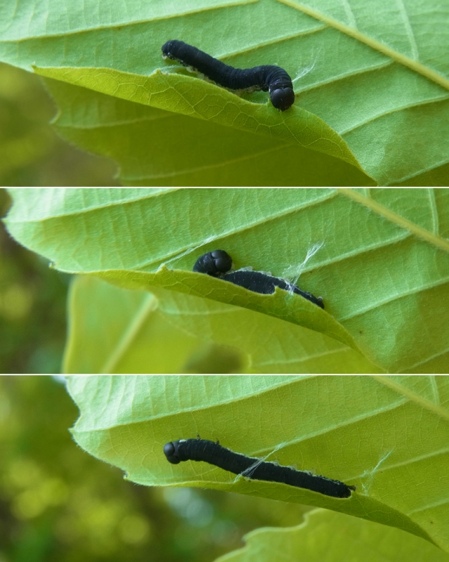 イモムシ王国 The Caterpillar Cult that fascinated Japan! A sharp