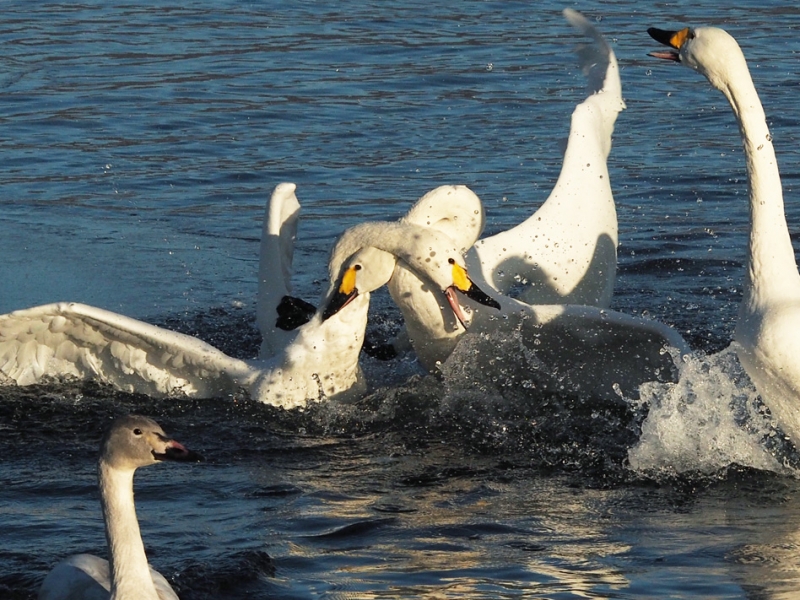 Schleich シュライヒ 鳥類 白頭ワシ ハヤブサ ハクチョウ