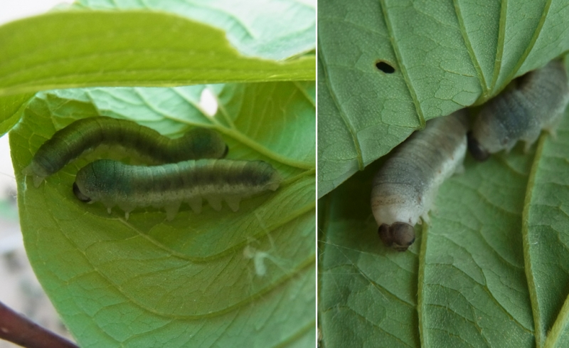ウスベニトガリバ（3）：葉の間に潜む老齢幼虫 | センスオブワンダふる
