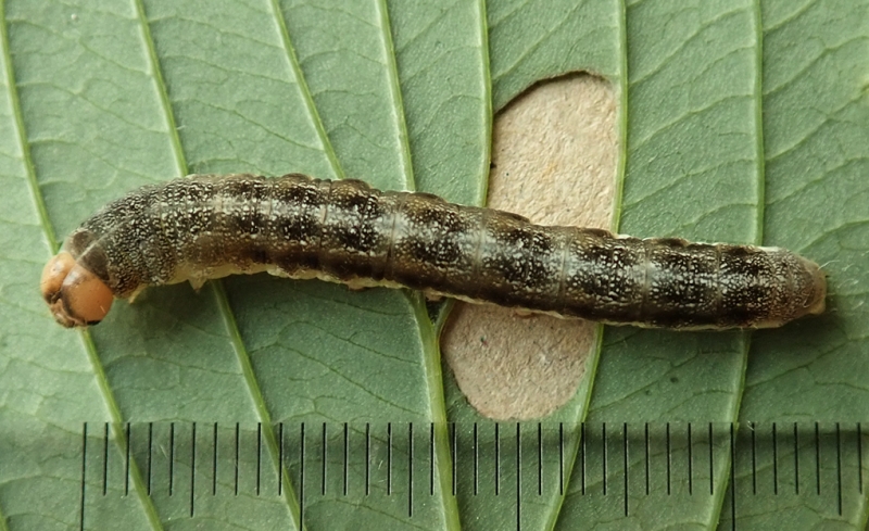ウスベニトガリバ（3）：葉の間に潜む老齢幼虫 | センスオブワンダふる