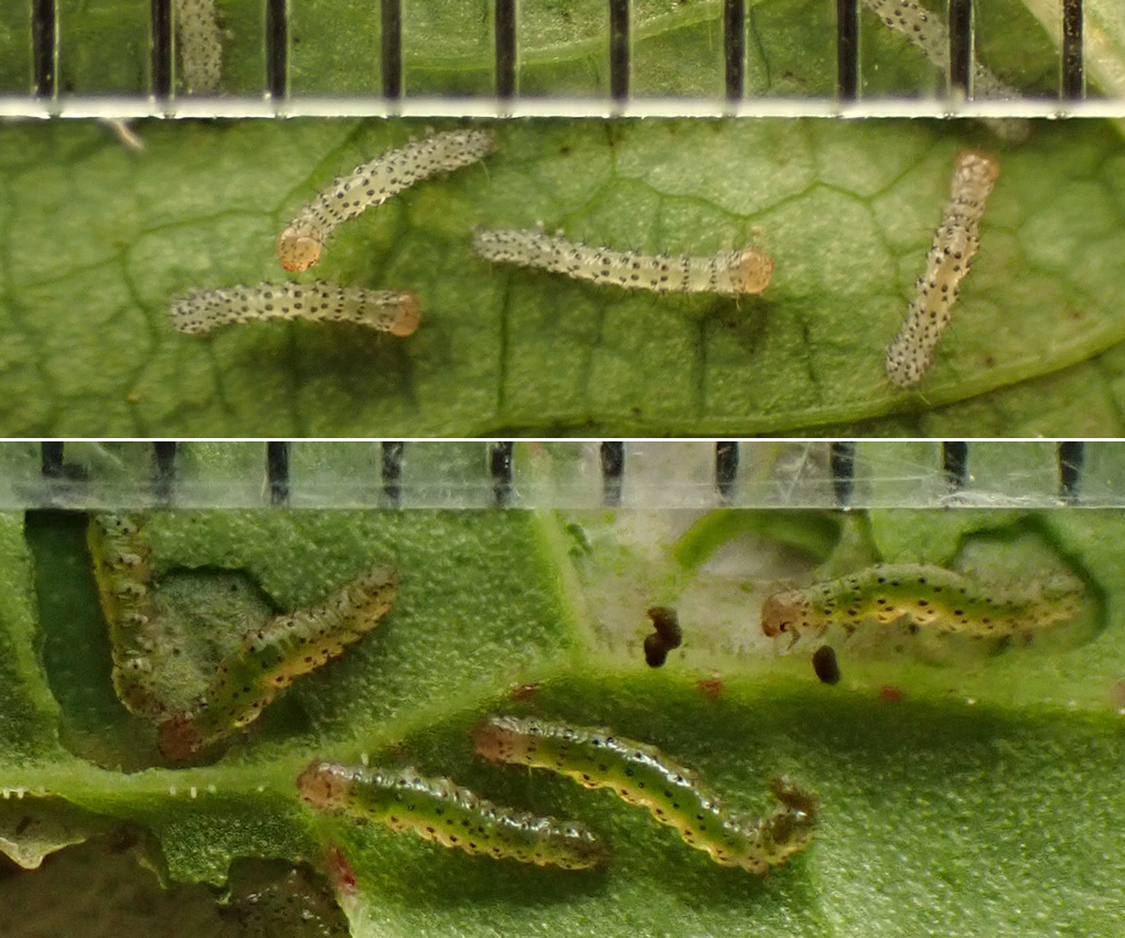 キシタミドリヤガ（2）：1～4齢幼虫 | センスオブワンダふるイモムシケムシ
