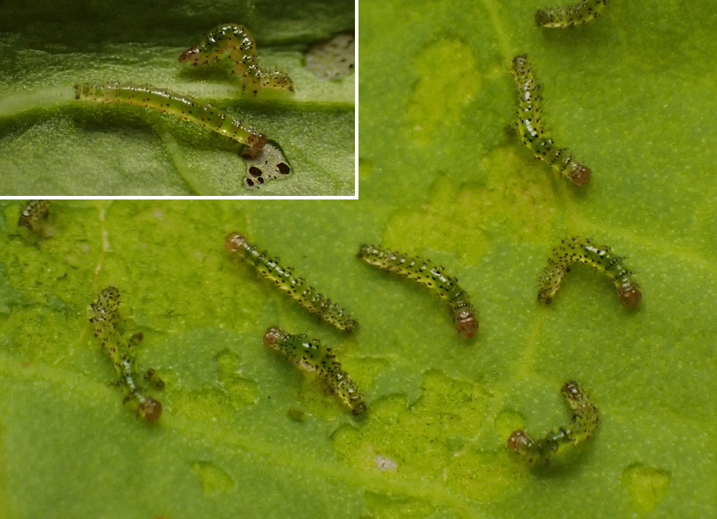 キシタミドリヤガ（2）：1～4齢幼虫 | センスオブワンダふるイモムシケムシ
