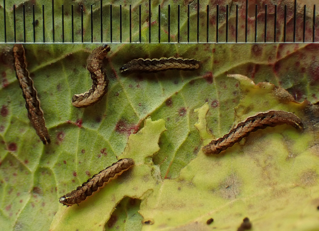 キシタミドリヤガ（2）：1～4齢幼虫 | センスオブワンダふるイモムシケムシ