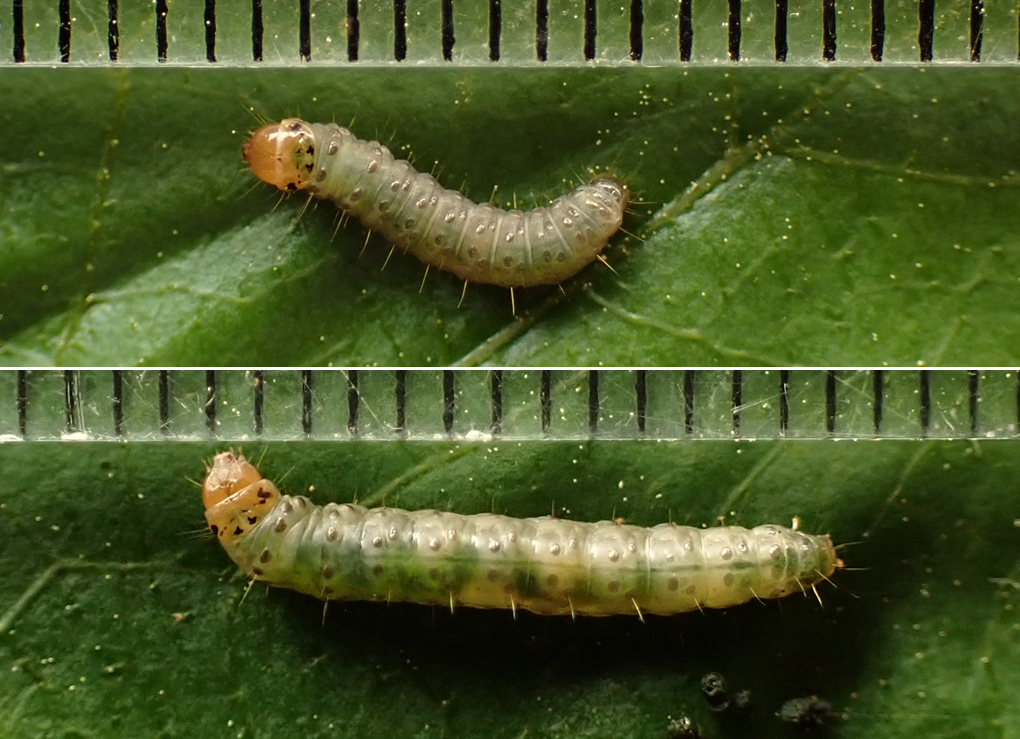 オオツマクロヒメハマキ：エゴノキの葉を巻く幼虫 | センスオブワンダ