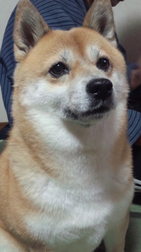 当店のSTAFF小町さんです