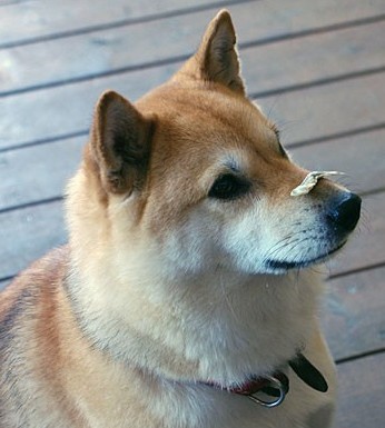 ムーコさんです!