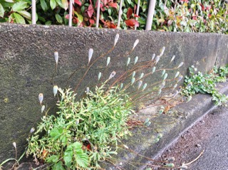 IMG_9827.JPG