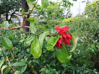 IMG_9844.JPG