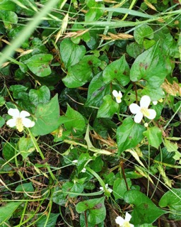 IMG_9837.JPG