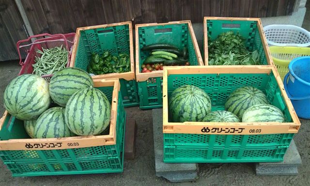 収穫したお野菜たち