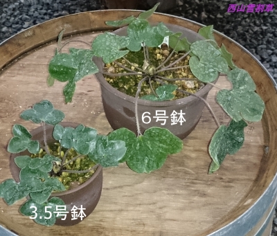 DSC_0315 - コピー.JPG