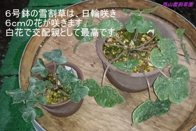 DSC_0317 - コピー.JPG
