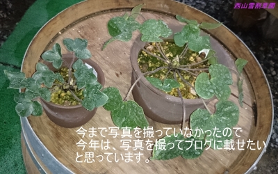 DSC_0318 - コピー.JPG