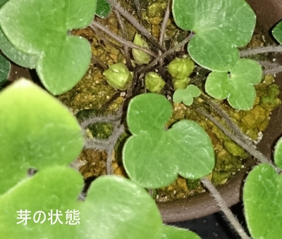 DSC_0325 - コピー.JPG